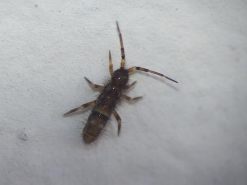 Orchesella cincta